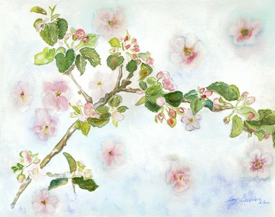 Its apple blossom time copy