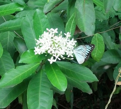 pale blue butterfly