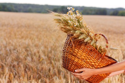 wheat field with basket