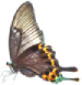 butterfly left 75x77